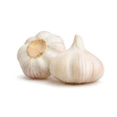 Garlic Bulb