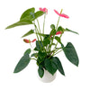 Anthurium Plant Send a beautiful Anthurium Plant anywhere in New Zealand. A vibrant indoor plant gift delivered in a pot and carefully packaged nationwide.