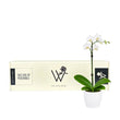 Load image into Gallery viewer, Mini Orchid Plant in Gift Box | Auckland Grocery Delivery Get Mini Orchid Plant in Gift Box delivered to your doorstep by your local Auckland grocery delivery. Shop Paddock To Pantry. Convenient online food shopping in NZ | Grocery Delivery Auckland | Grocery Delivery Nationwide | Fruit Baskets NZ | Online Food Shopping NZ Send a beautiful Mini Orchid Plant anywhere in New Zealand. Presented in a ceramic pot and gift box for elegant nationwide delivery.

