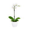 Orchid Plant in Gift Box Send a beautiful Orchid Plant anywhere in New Zealand. Presented in a ceramic pot and gift box for elegant nationwide delivery.