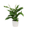 Peace Lily Plant Send a beautiful 14cm Peace Lily Plant anywhere in New Zealand. A timeless indoor plant gift with elegant blooms and lush foliage.