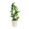 Zanzibar Plant Send a beautiful Zanzibar Plant anywhere in New Zealand. An easy-care indoor plant gift delivered in a pot and beautifully presented.