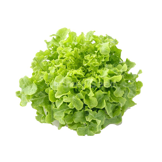 Lettuce Fancy | Auckland Grocery Delivery Get Lettuce Fancy delivered to your doorstep by your local Auckland grocery delivery. Shop Paddock To Pantry. Convenient online food shopping in NZ | Grocery Delivery Auckland | Grocery Delivery Nationwide | Fruit Baskets NZ | Online Food Shopping NZ Premium quality groceries delivered to your door with free shipping over $125. Save on time, fuel and effort! 